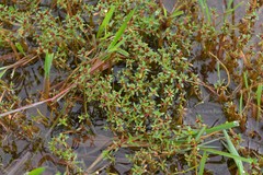 Rotala malampuzhensis